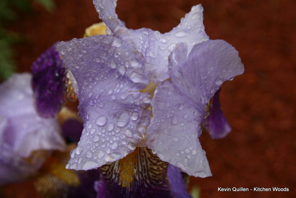 Purple Iris After Rain - #3